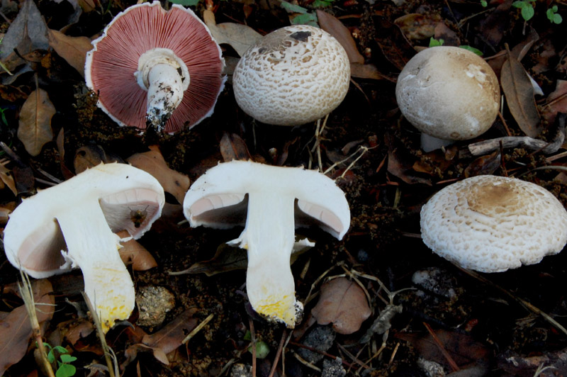 Agaricus da determinare